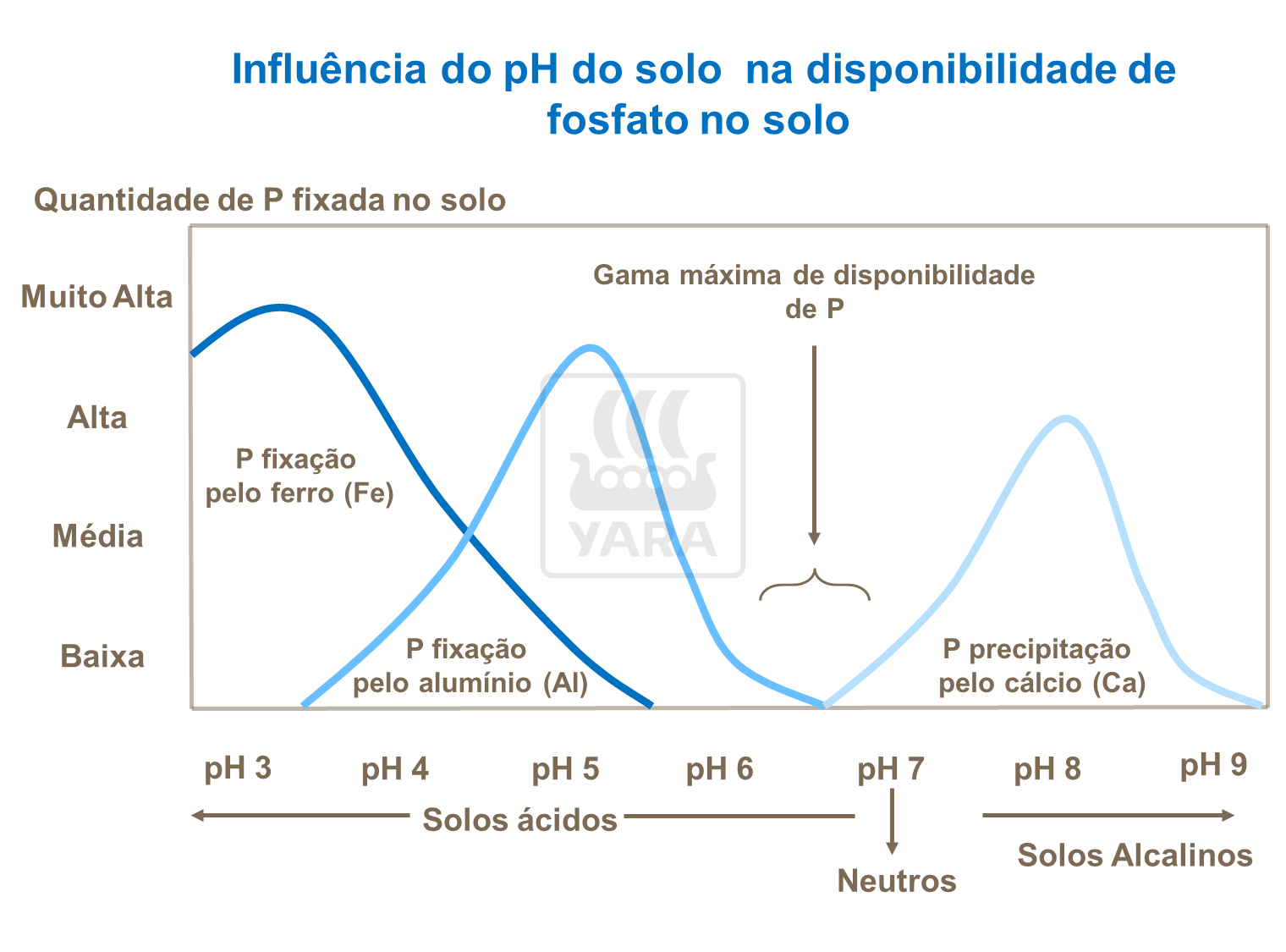 yara, fertilizante, batatas