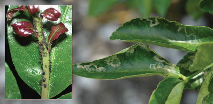 Encrespamento da folha de citros