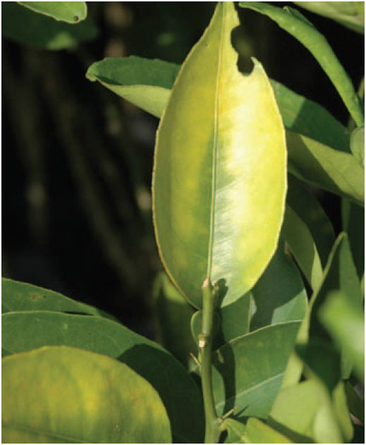 Amarelamento das folhas de citros